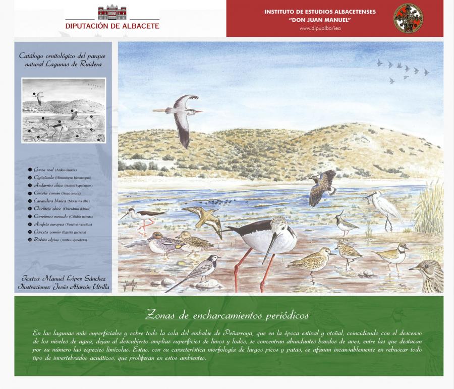 Catálogo ornitológico del Parque Natural "Lagunas de Ruidera" 