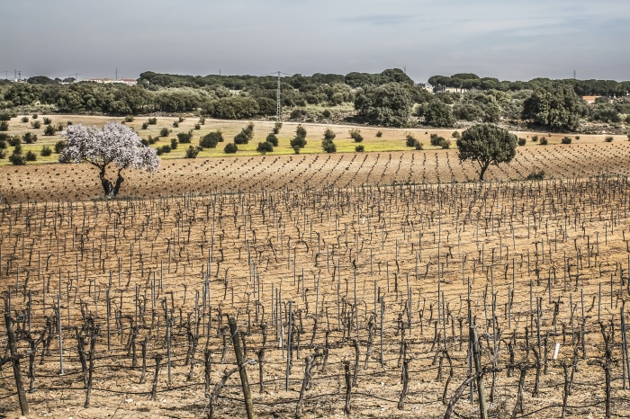 Recorriendo Albacete Las Viñas
