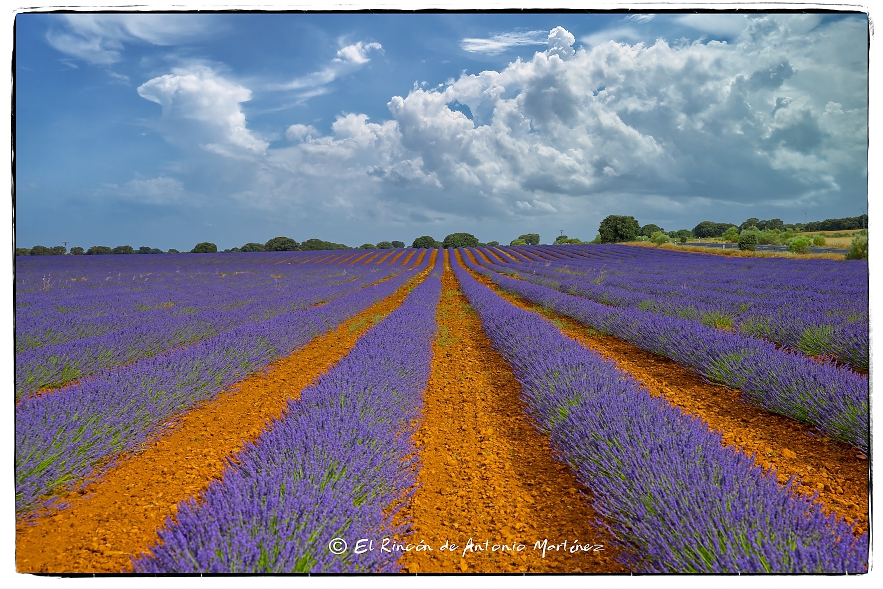 Albacete Ahora Campos de Lavanda