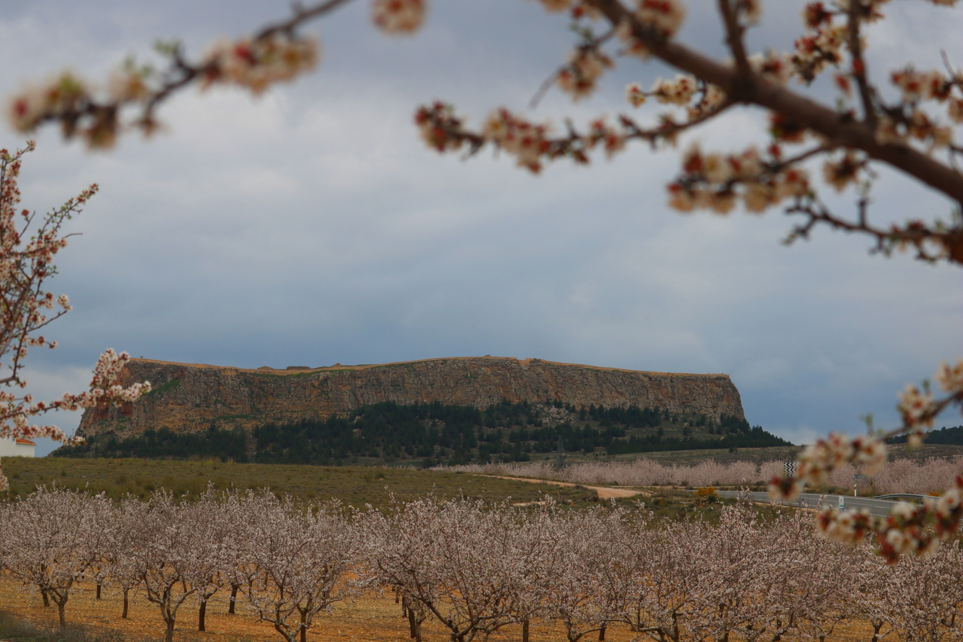Albacete Ahora Tras los almendros