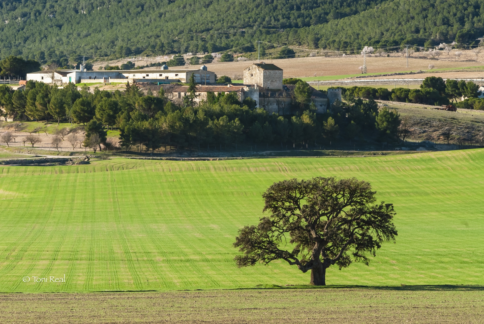Albacete Ahora  Torre Grande