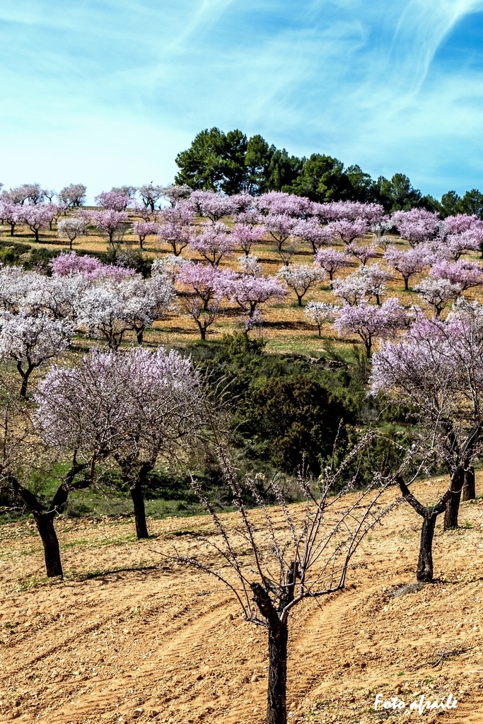 Albacete Ahora Villarejo