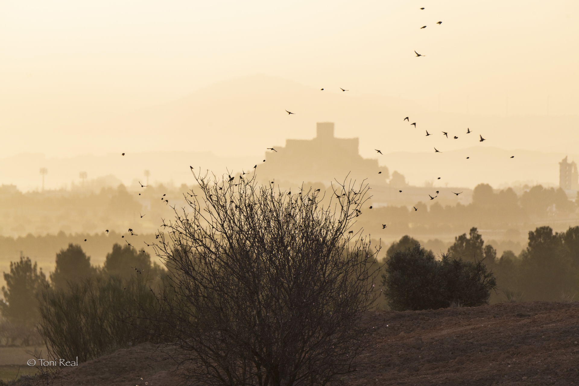 Albacete Ahora Castillo de Almansa