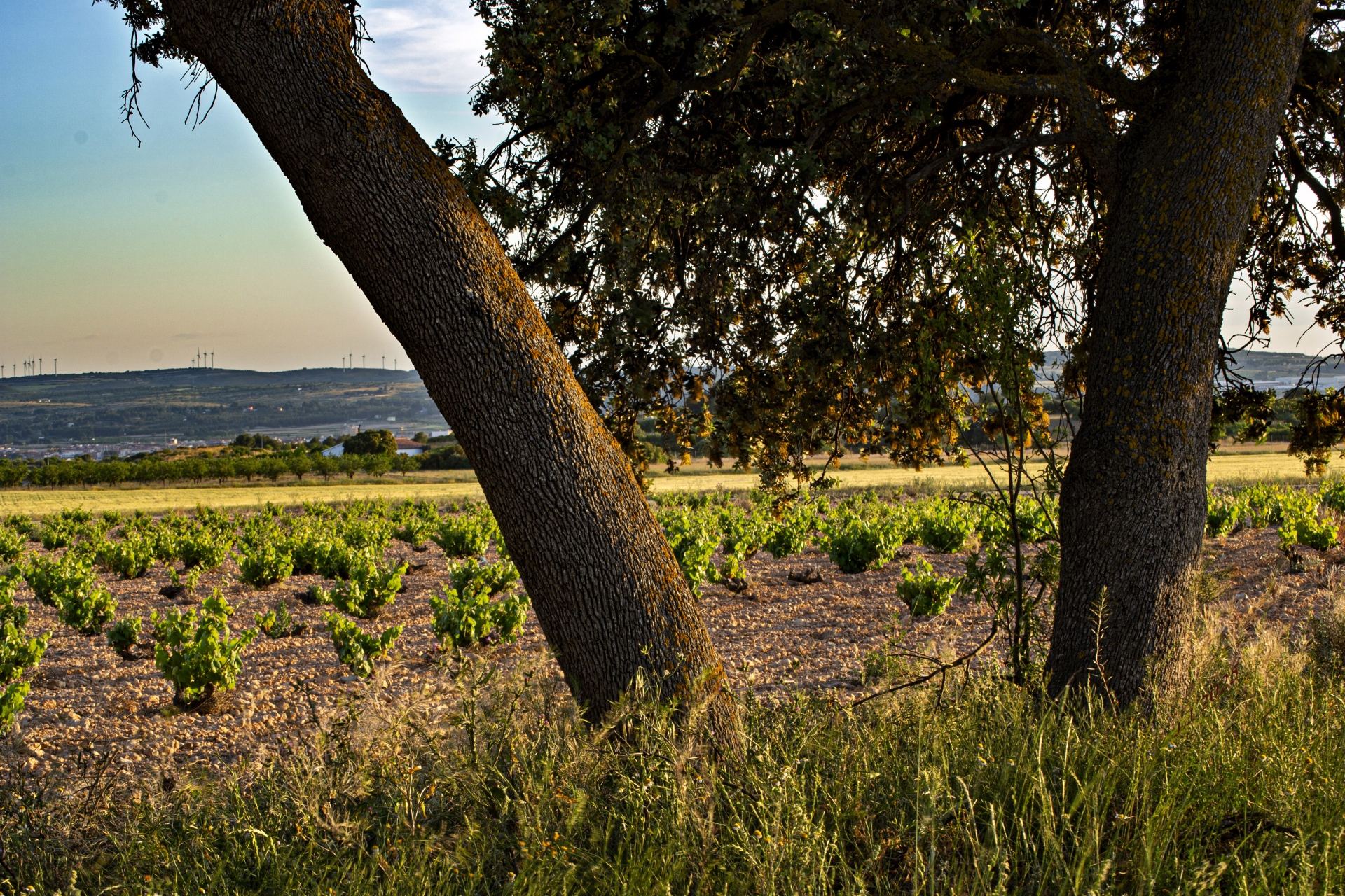 Albacete Ahora Almansa