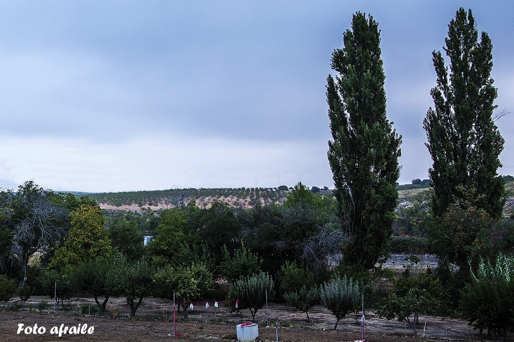 Albacete Ahora Balazote