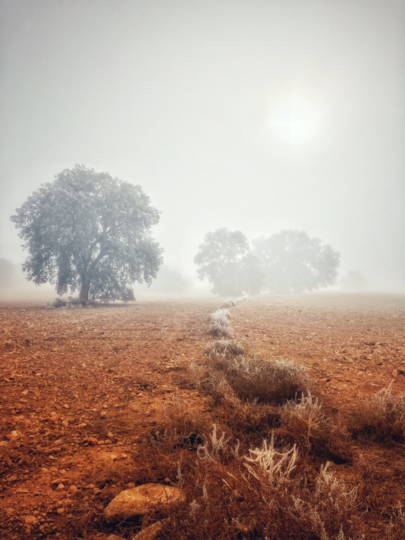 Albacete Ahora Cencellada