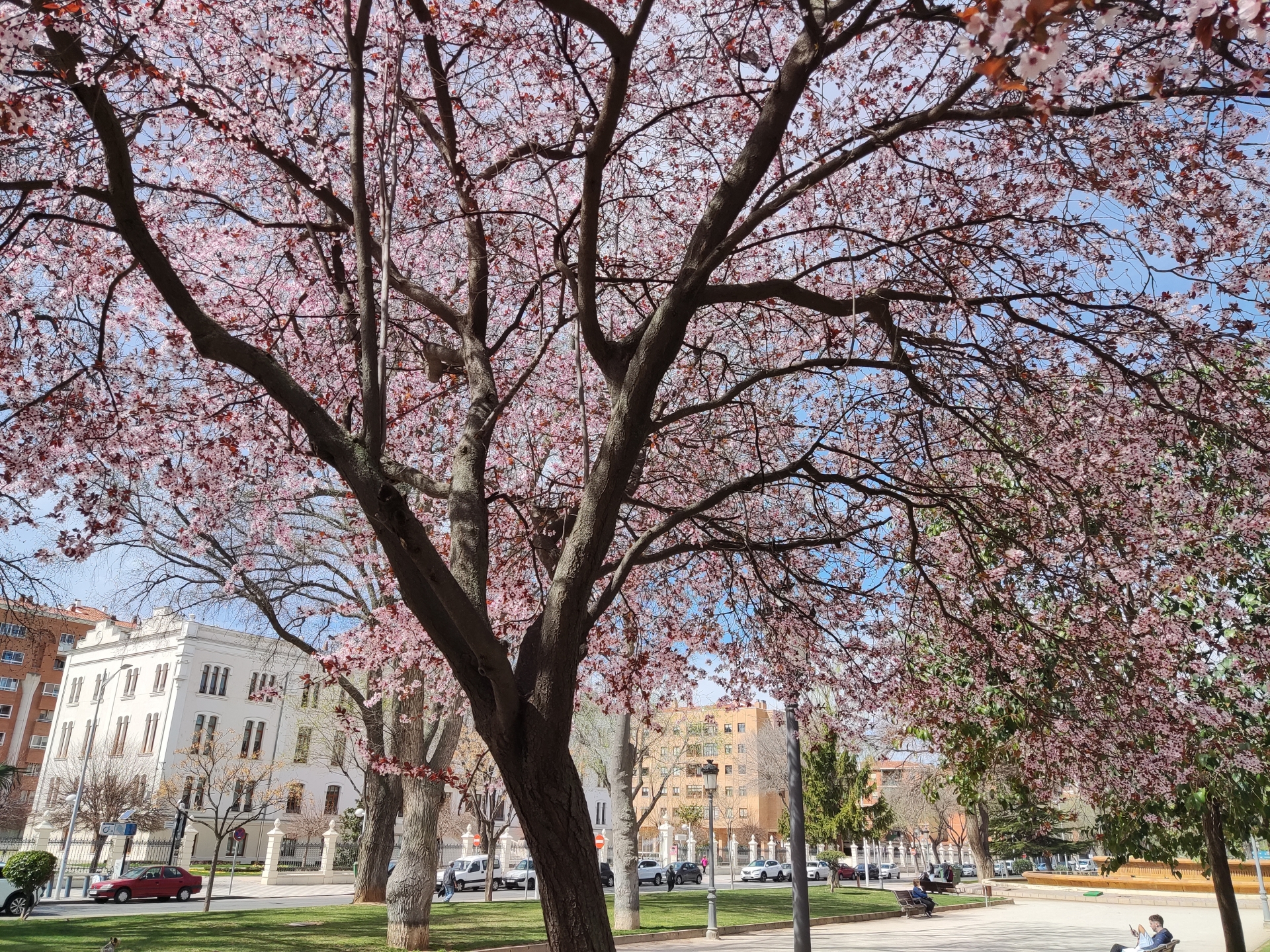 Albacete Ahora Primavera en el Parque Lineal
