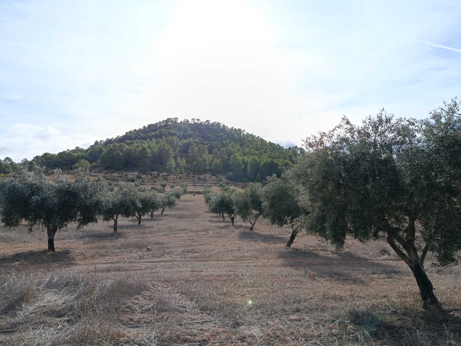 Albacete Ahora Cerrico de la Misa