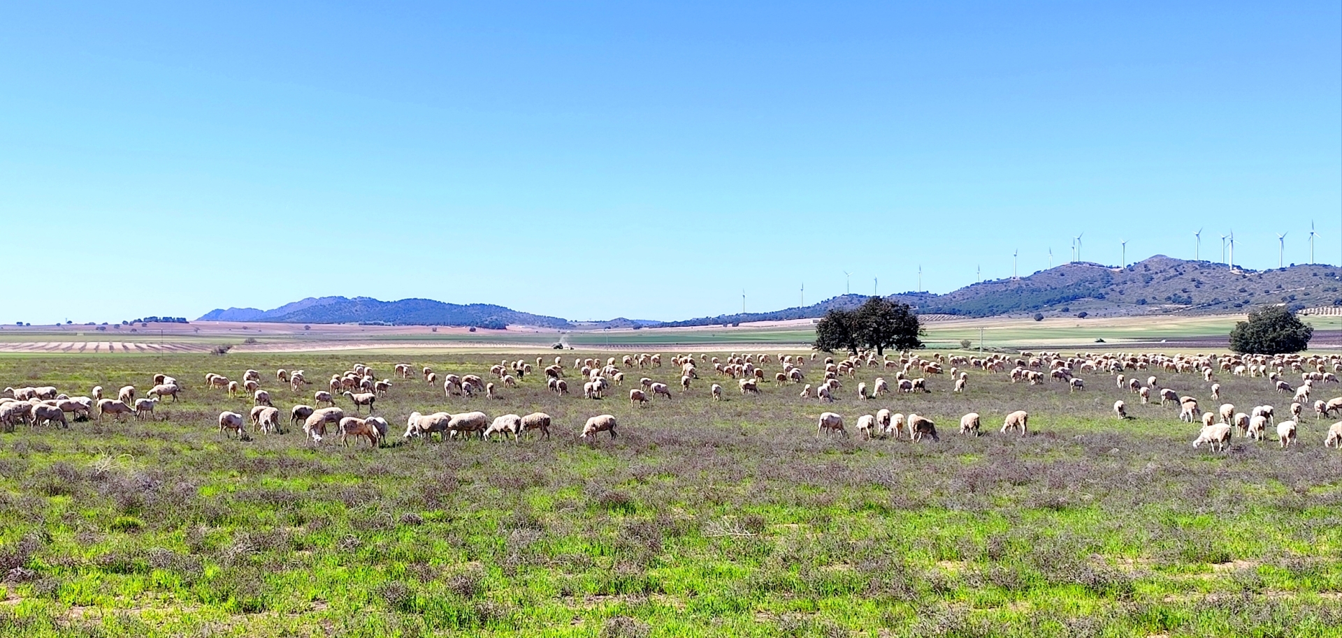 Albacete Ahora Reba&ntilde;o de ovejas en los campos manchegos