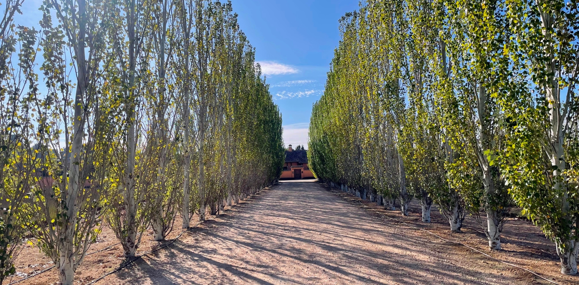 Albacete Ahora Entrada Dehesa de los Llanos