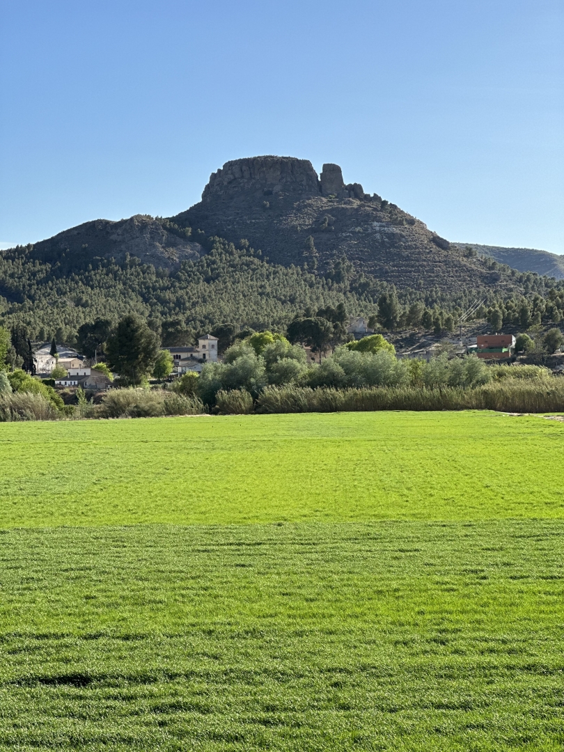 Albacete Ahora Arrozal