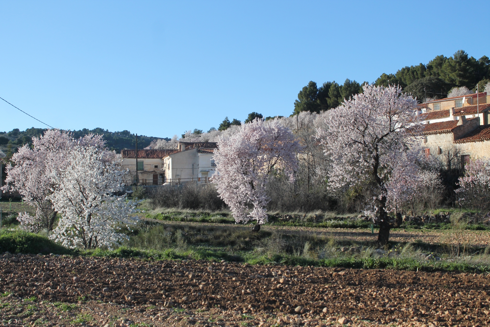 Albacete Ahora Almendros en flor en la aldea Casa de la Rambla