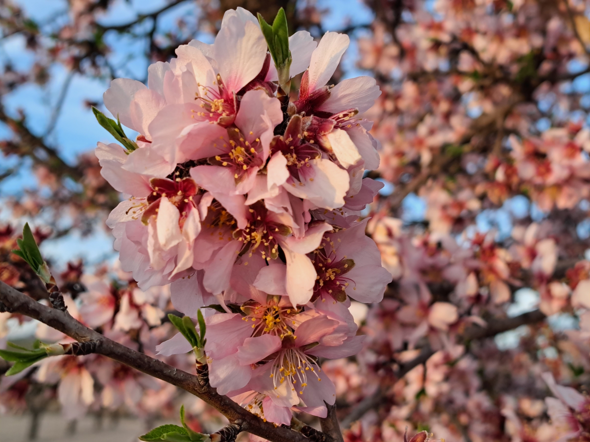 Albacete Ahora Almendros en flor