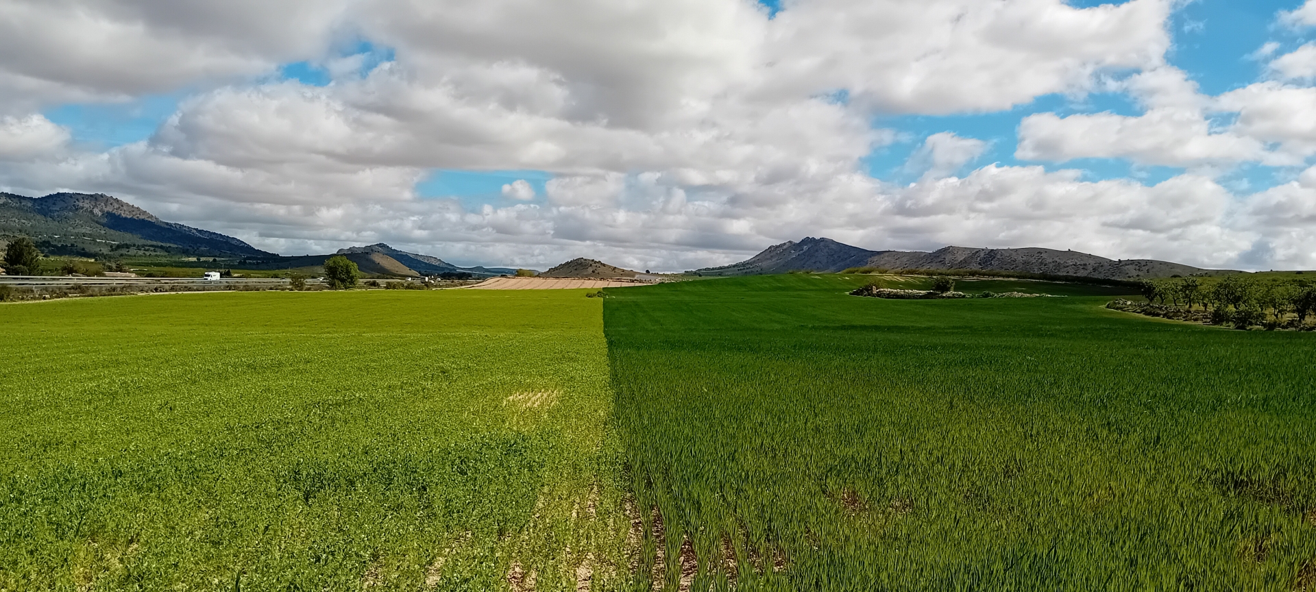 Albacete Ahora Colores del campo