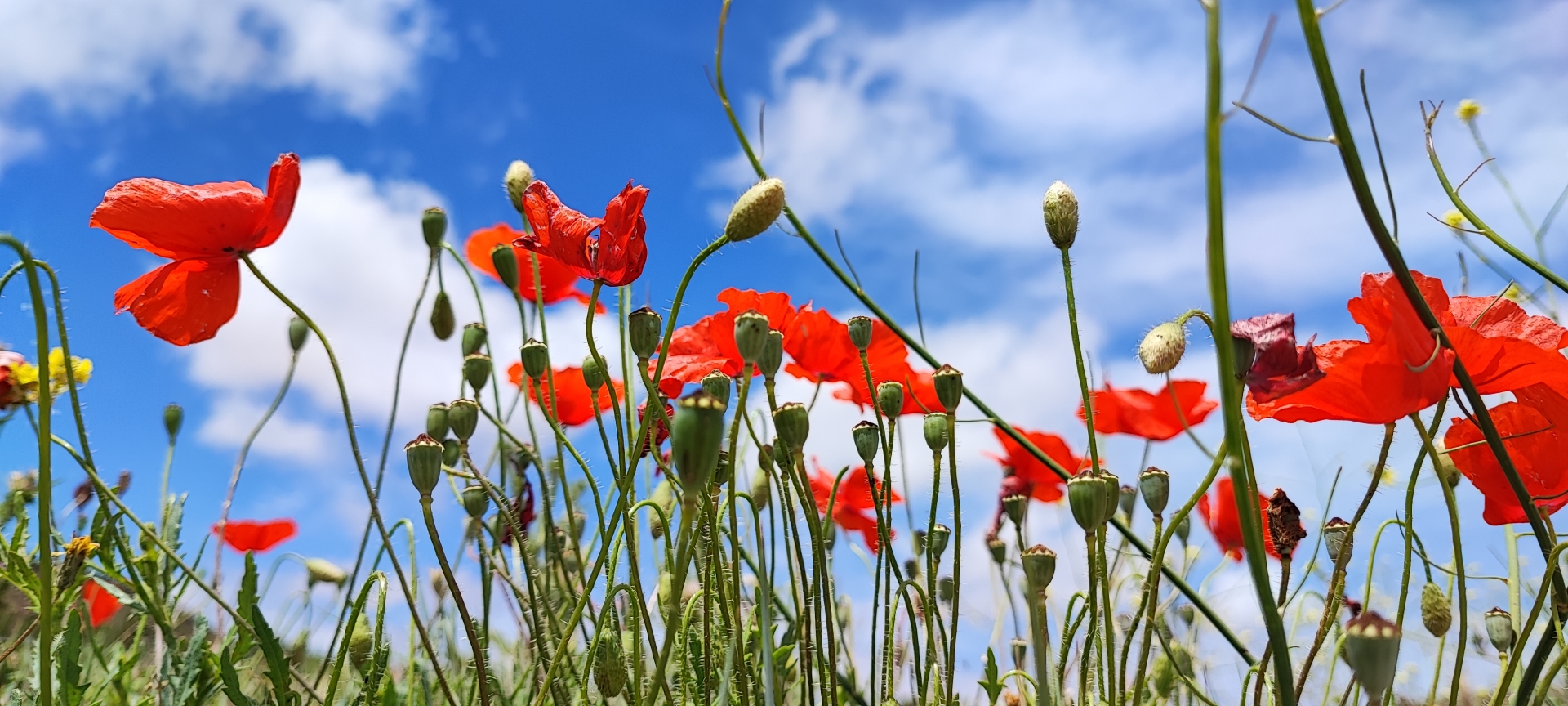 Albacete Ahora Amapolas