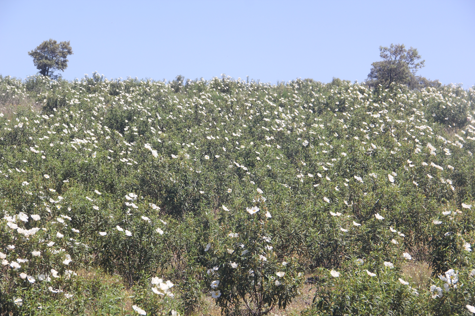 Albacete Ahora Jaras en flor
