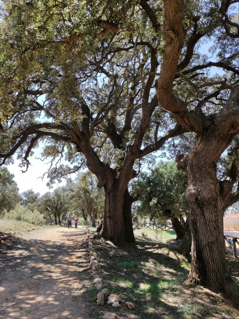 Albacete Ahora Parque periurbano La Mejorada