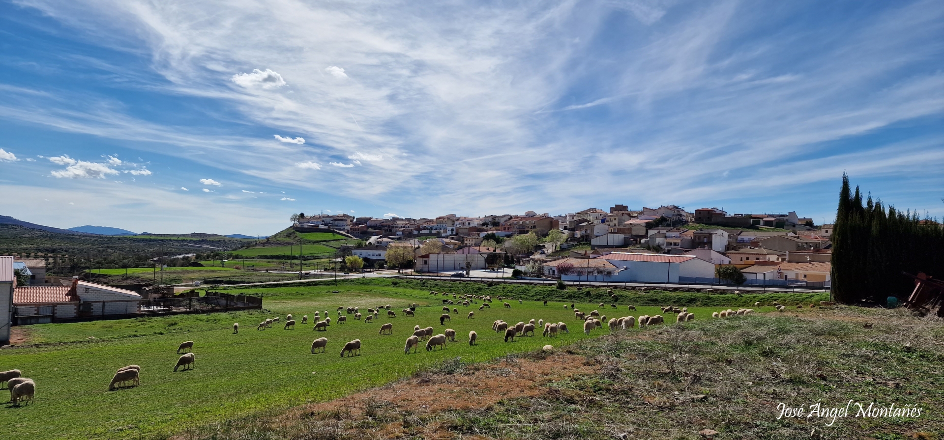 Albacete Ahora Rebaño de ovejas pastando junto a Villapalacios