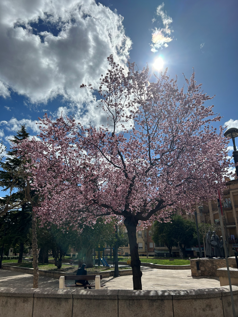 Albacete Ahora Jardín Martínez Parras